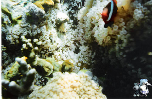 2007.10帛琉 水底相機篇