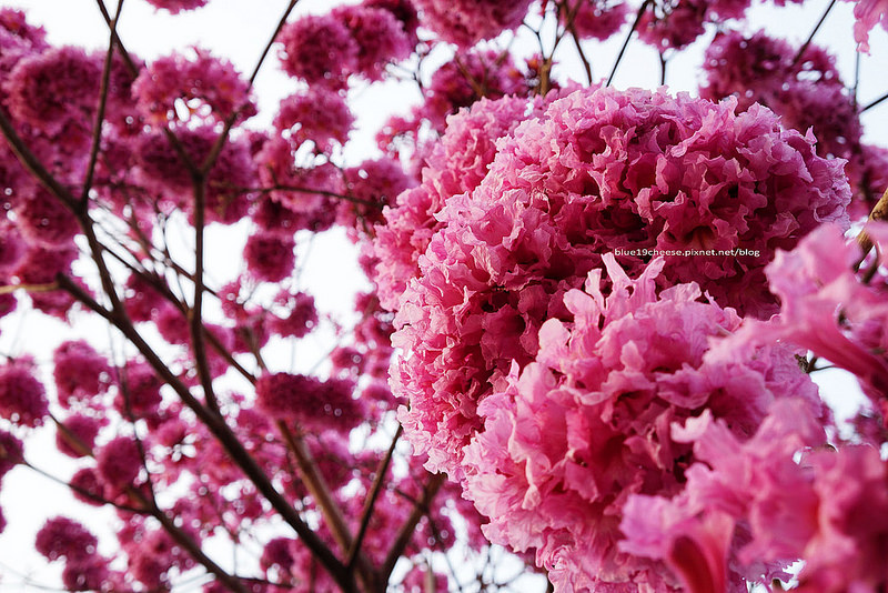 【台中西區】美術綠園道洋紅風鈴木-粉紅色繡球花般的風鈴木.像是一朵朵開美肌的棉花糖球.花團錦簇.飄下浪漫的花雨阿.假日親子遊.南瓜屋和桃花源餐廳前方