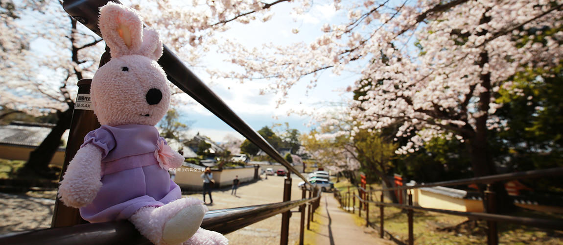 日本唯美櫻花